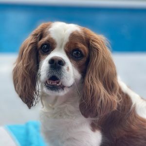 Meet your Posher, Raven